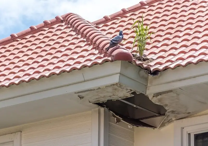 Identifying-Mold-On-Your-Roof